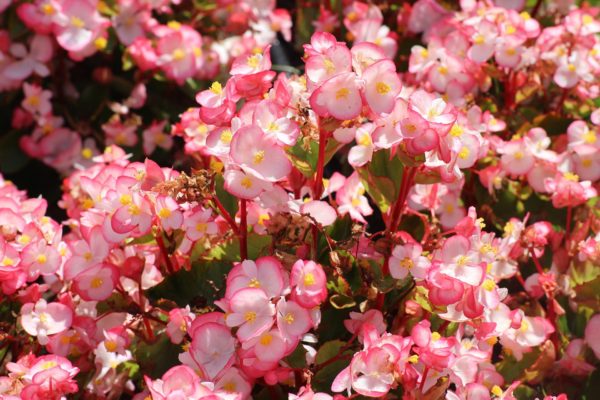 Begonia Tuberhybrida-Groupe