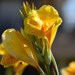 Canna indica