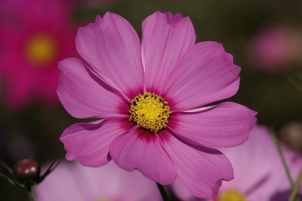 Cosmos bipinnatus