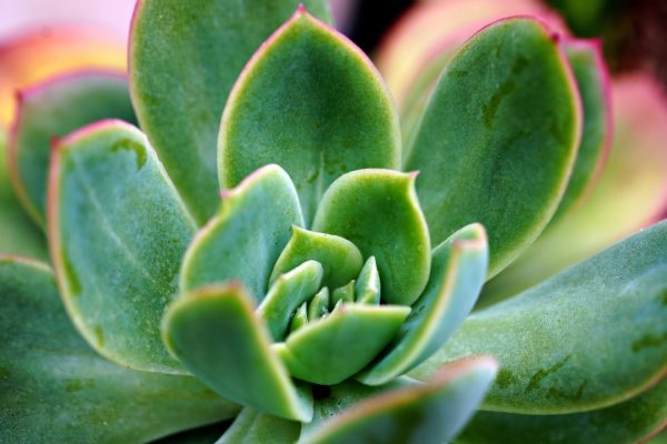 Echeveria elegans