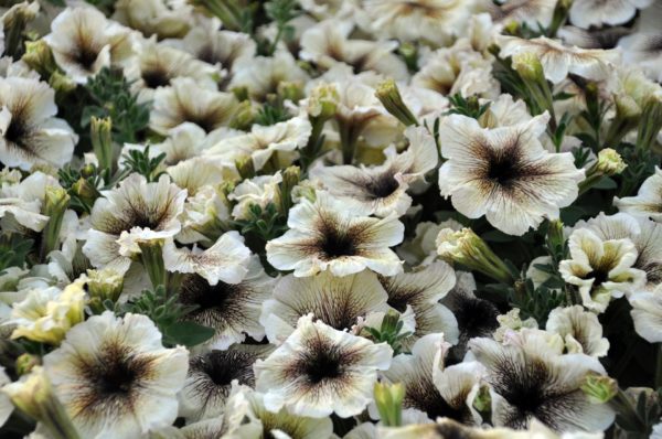Petunia surfinia