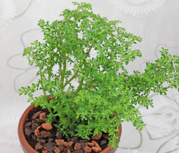 Pilea microphylla