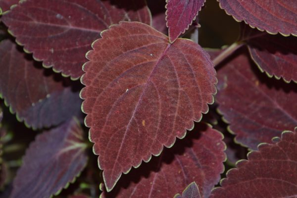 Plectranthus forsteri 'Marginatus'