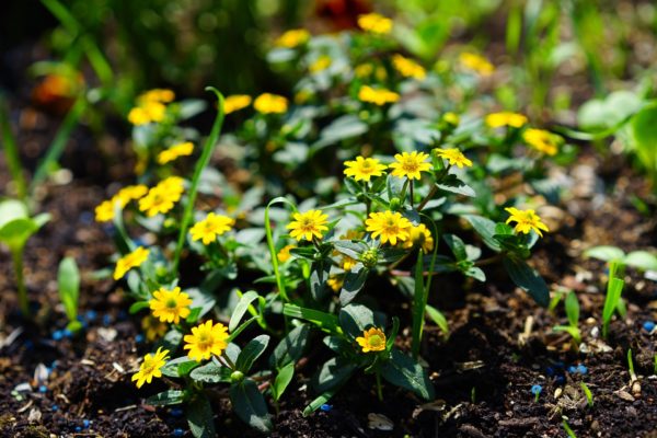Sanvitalia procumbens
