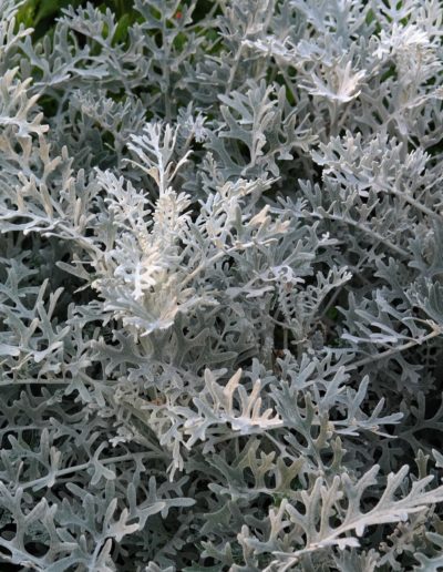 Senecio cineraria